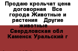 Продаю крольчат цена договорная - Все города Животные и растения » Другие животные   . Свердловская обл.,Каменск-Уральский г.